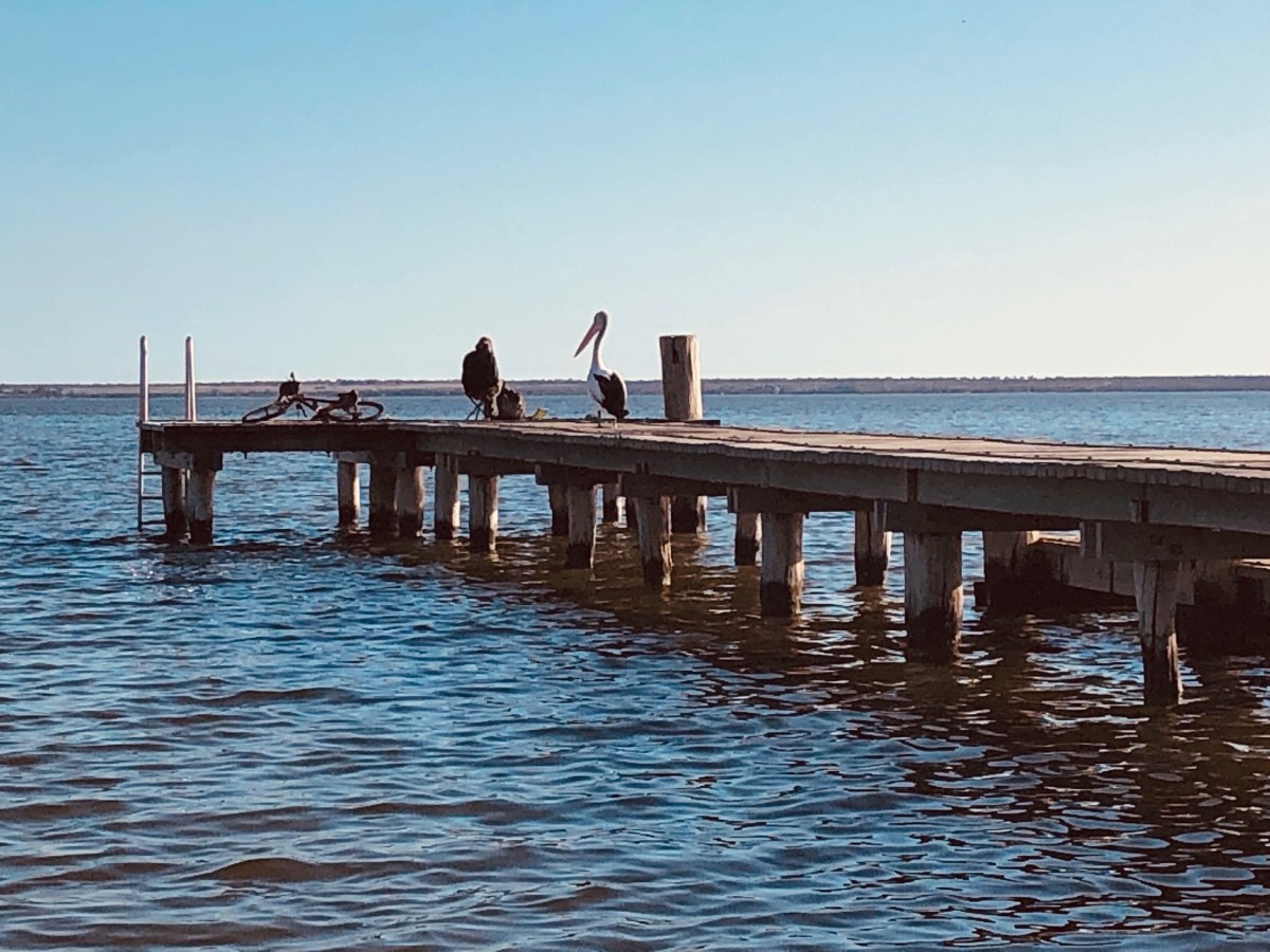 A Fisherman & A Pelican