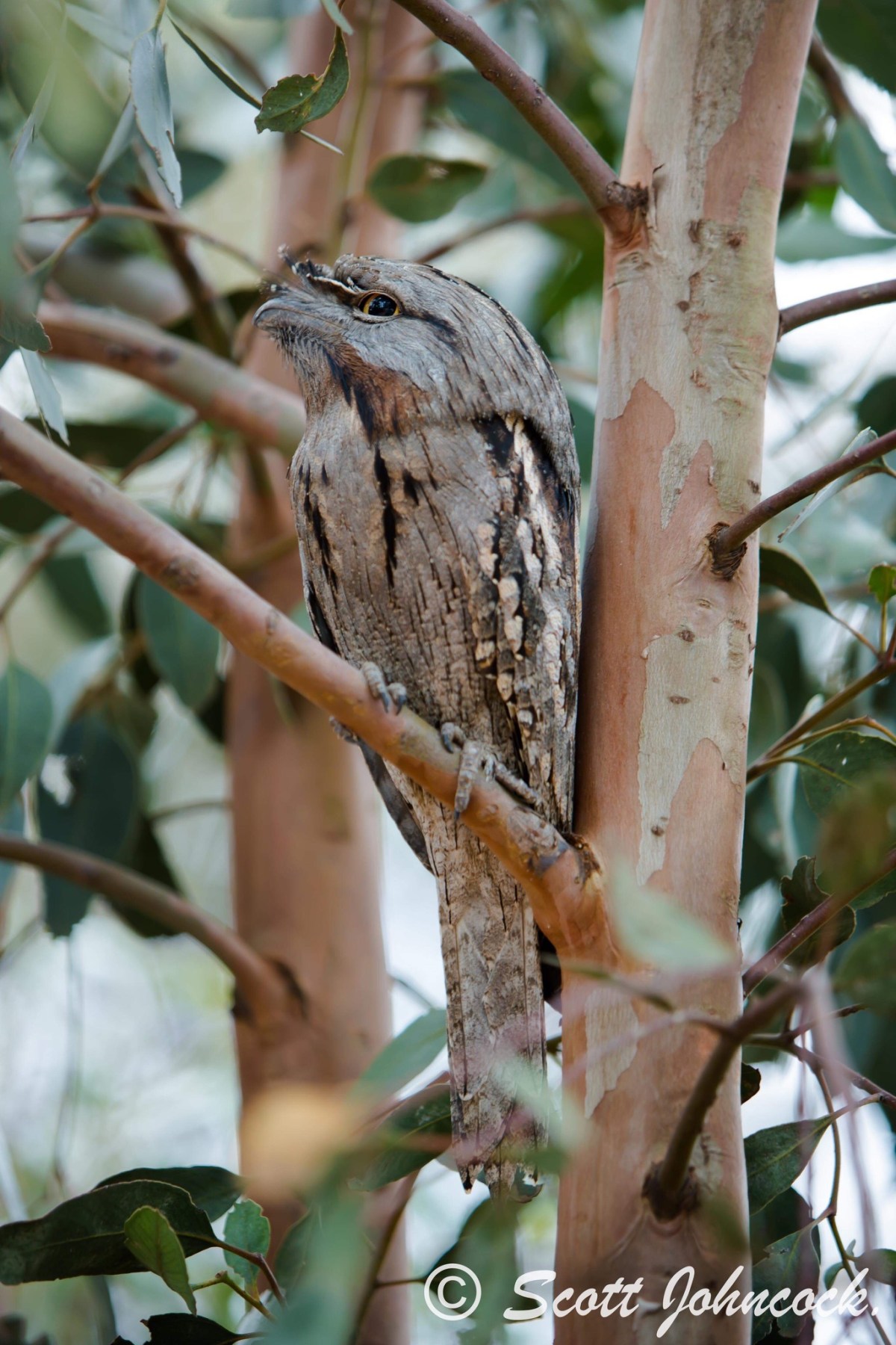 Tawny Frog Mouth&nbsp;Owl